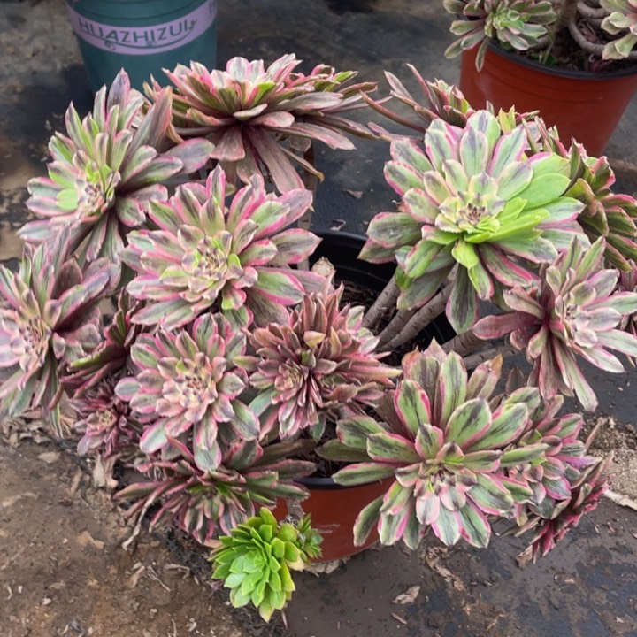 737粉黛断枝法师多肉断枝不售后