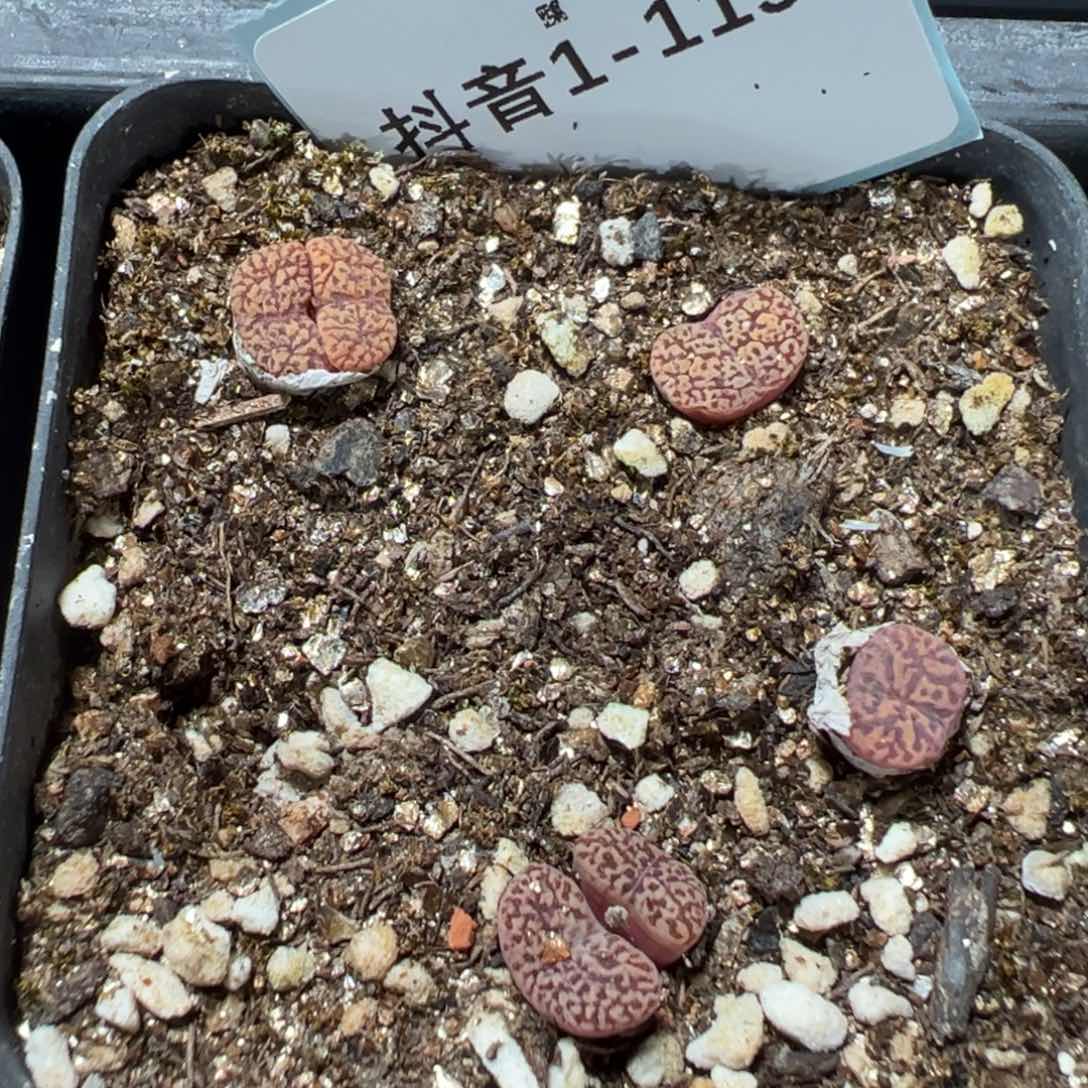 1-119肉锥多肉植物，