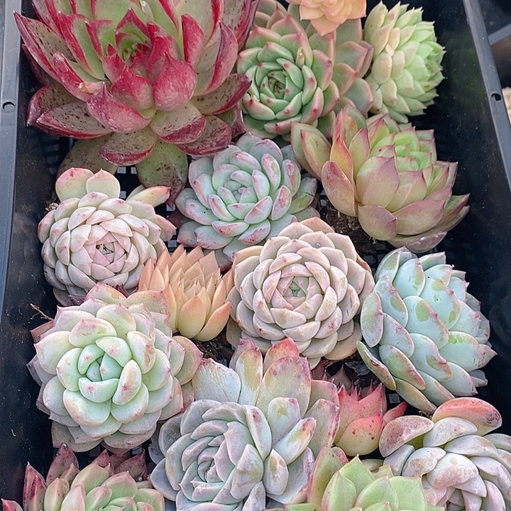 33 多肉植物盆栽花卉植物