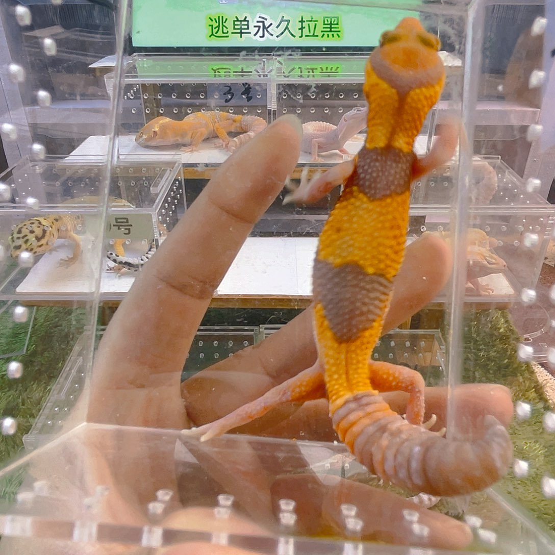 豹纹守宫守宫好看迷人可爱