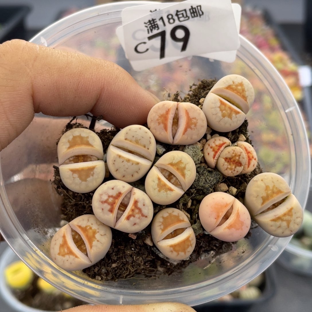 红陶00000000000000079