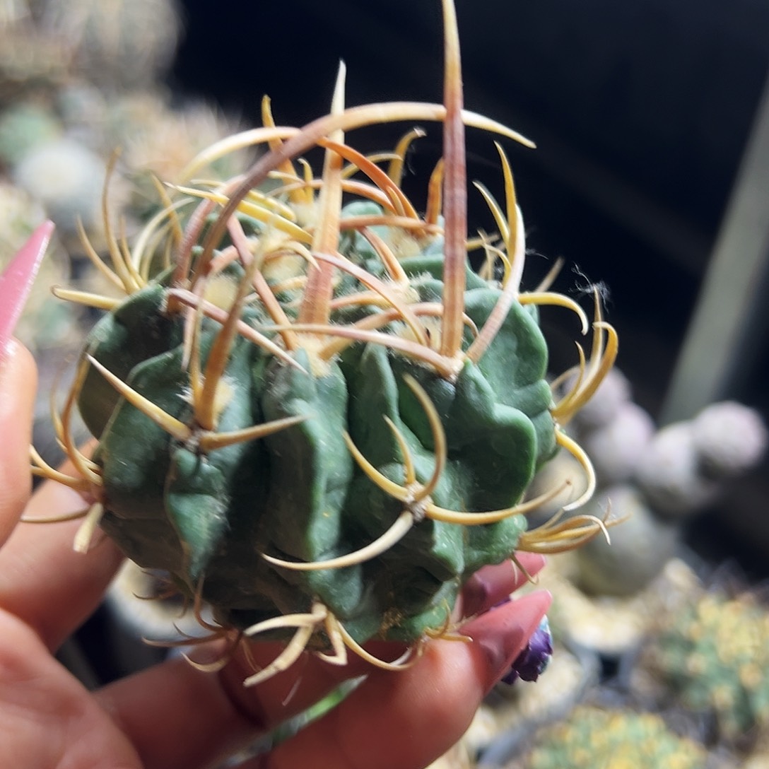 龙剑有根仙人球11111111