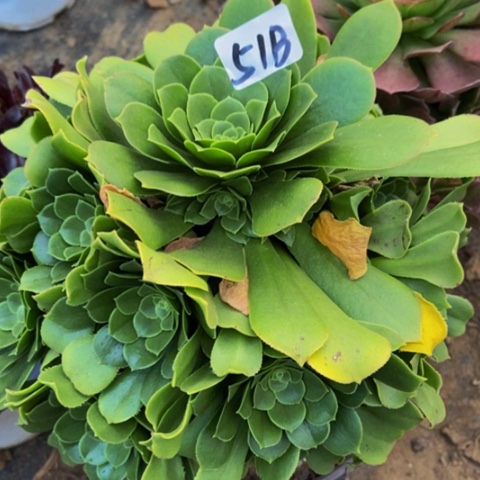 绿玫瑰多肉51多肉不包断