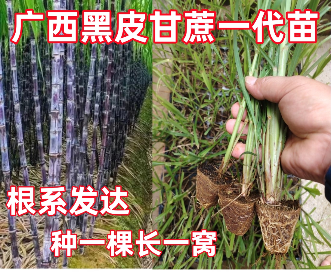广西水果甘蔗种苗脆甜黑黄青皮室内造景绿植易活
