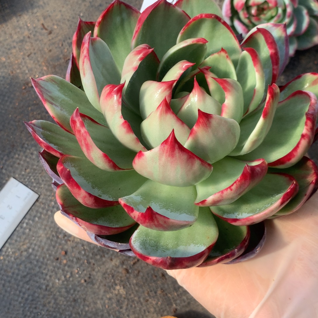 2384号多肉15厘米惊鸿