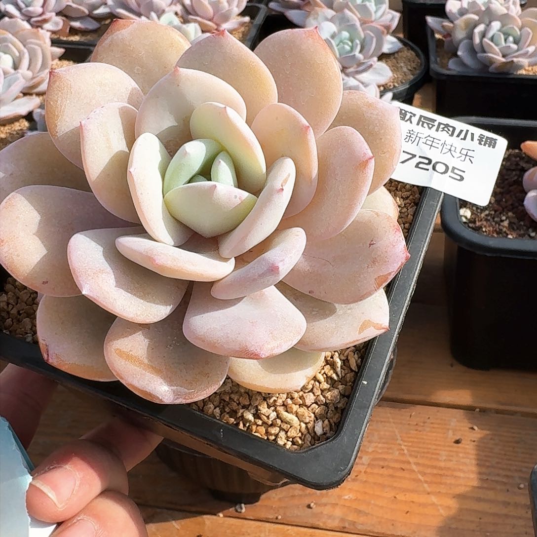 巧****姐多肉植物奶茶单头7205寄养