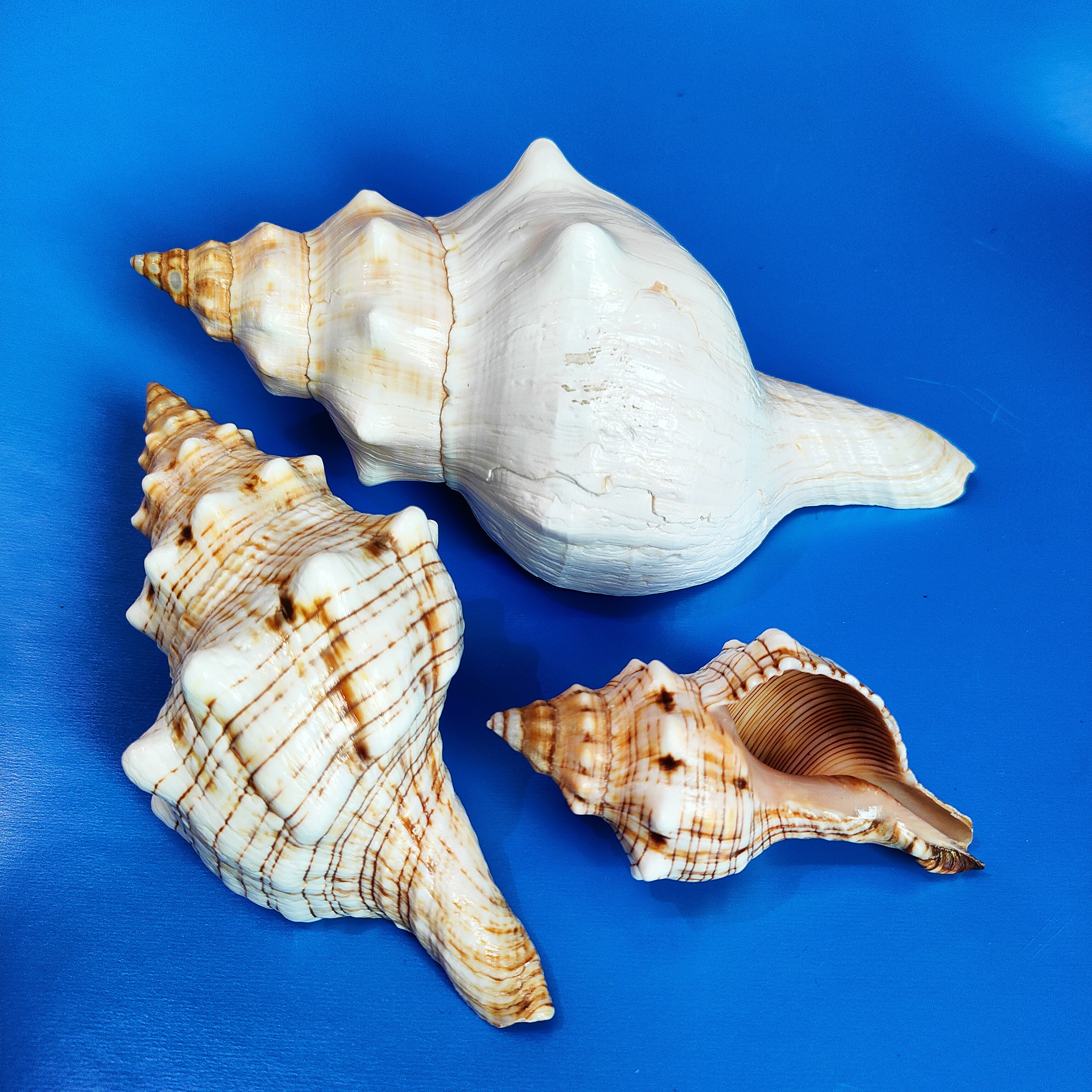 赤旋螺天然海螺鱼缸造景家居装饰听海贝壳儿童礼物