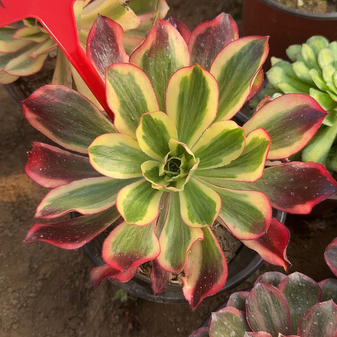 4542魅影多肉法师