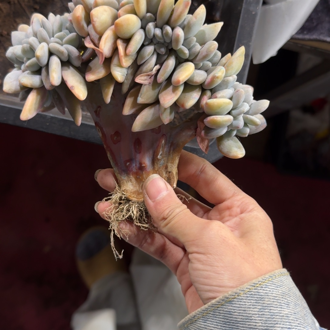 粉兔缀化一物一拍