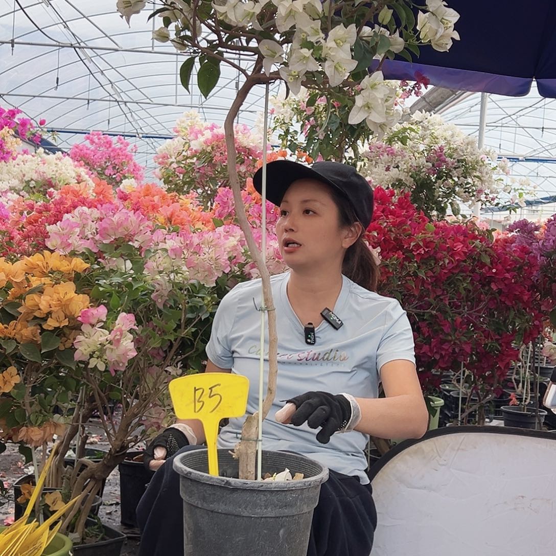 鸿***头大部分花苞少量开放B5白雪公主