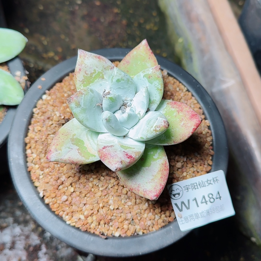 1484牡丹苹果叶多肉