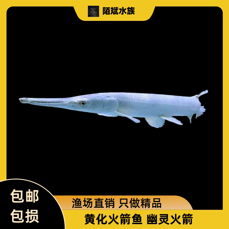 黄化火箭 幽灵火箭 佛罗里达鱼 大型热带观赏鱼