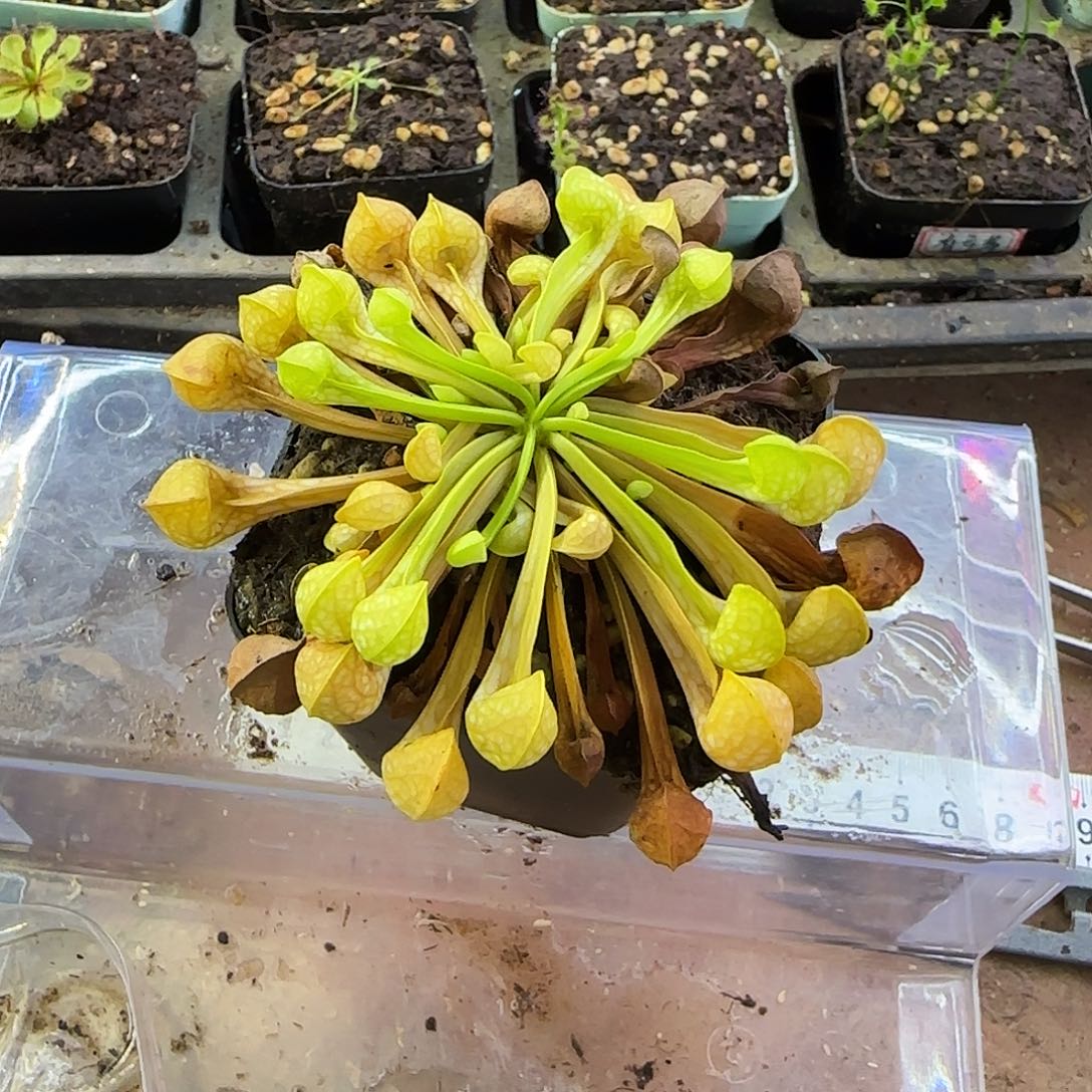 完全开放绿鹦鹉瓶子草