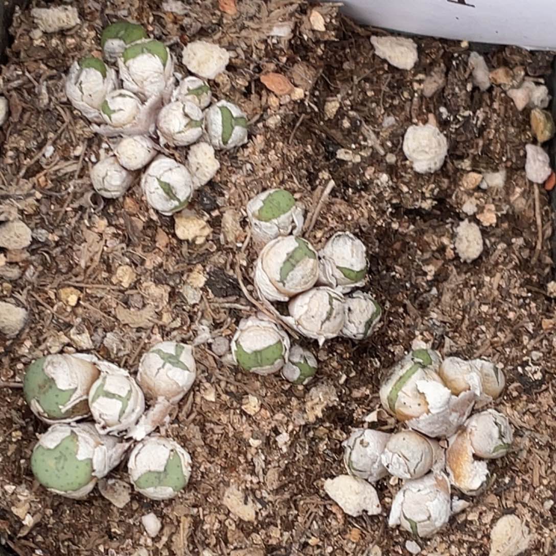 6-121紫花小饼多肉植物