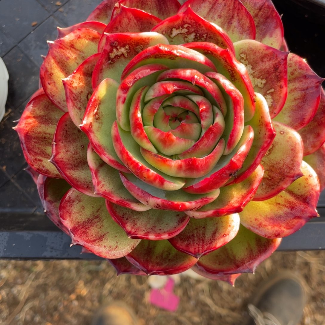 伊***人惊鸿仙子瑕疵福利