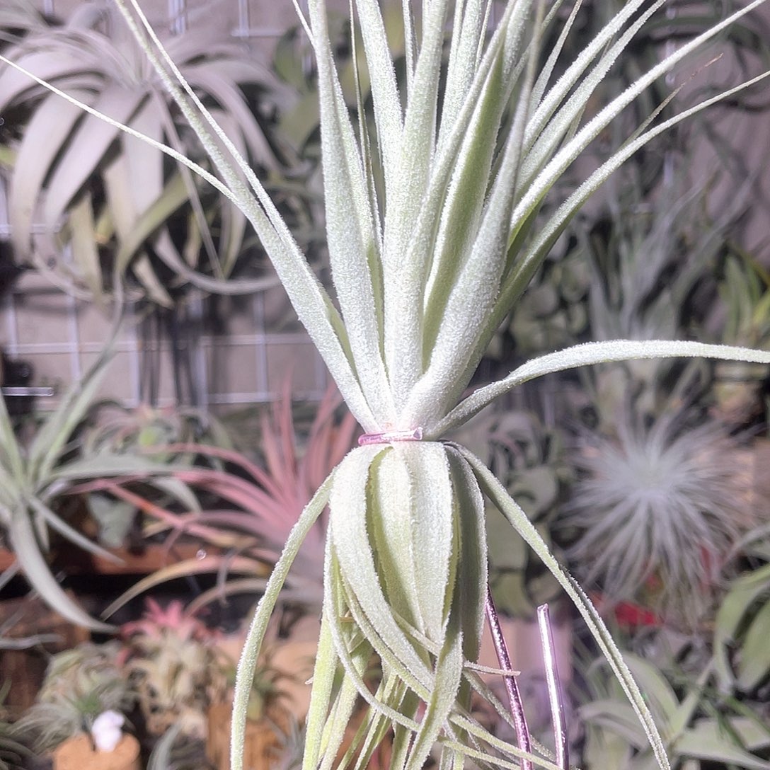 薄纱26号空气凤梨