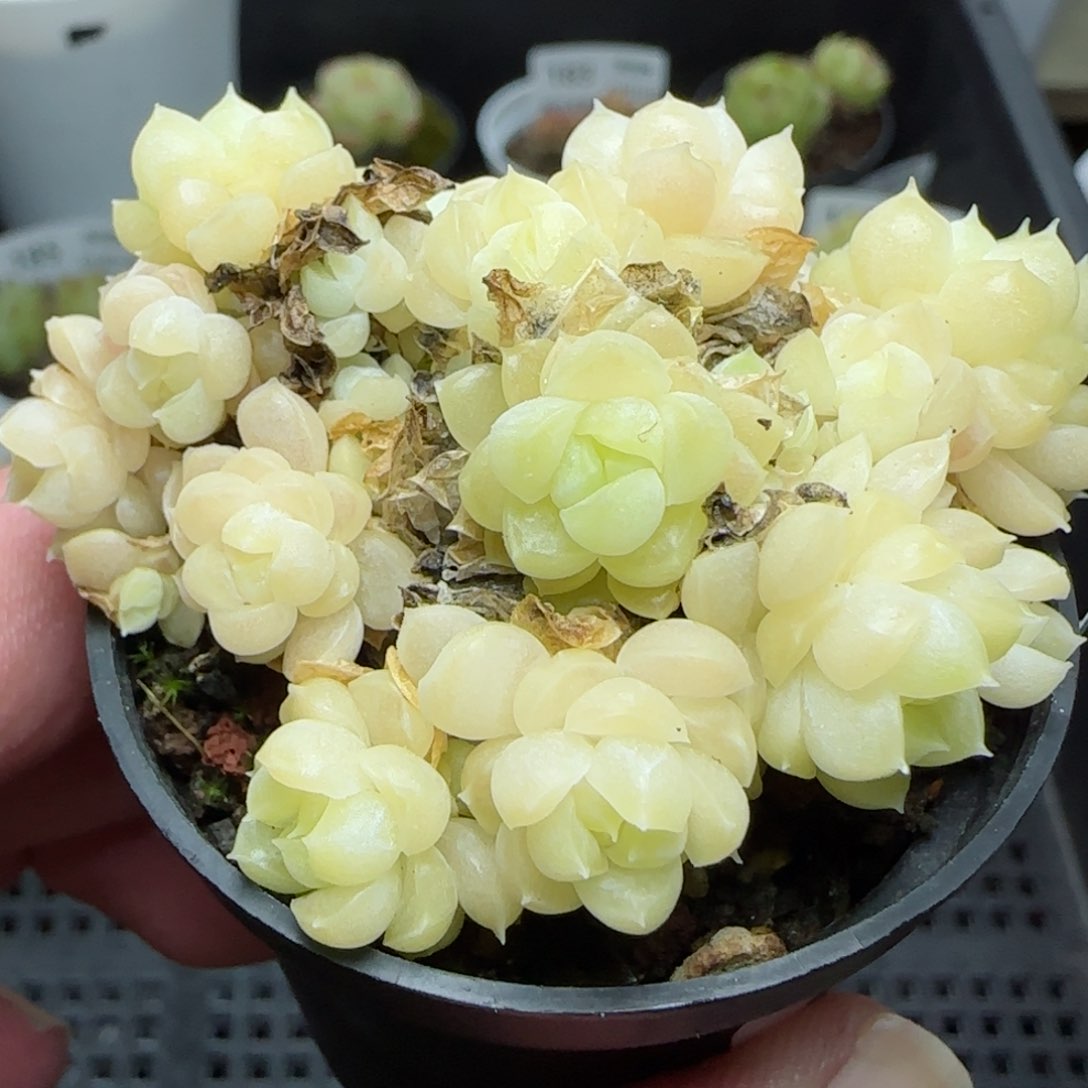 0118-191包子麦秆