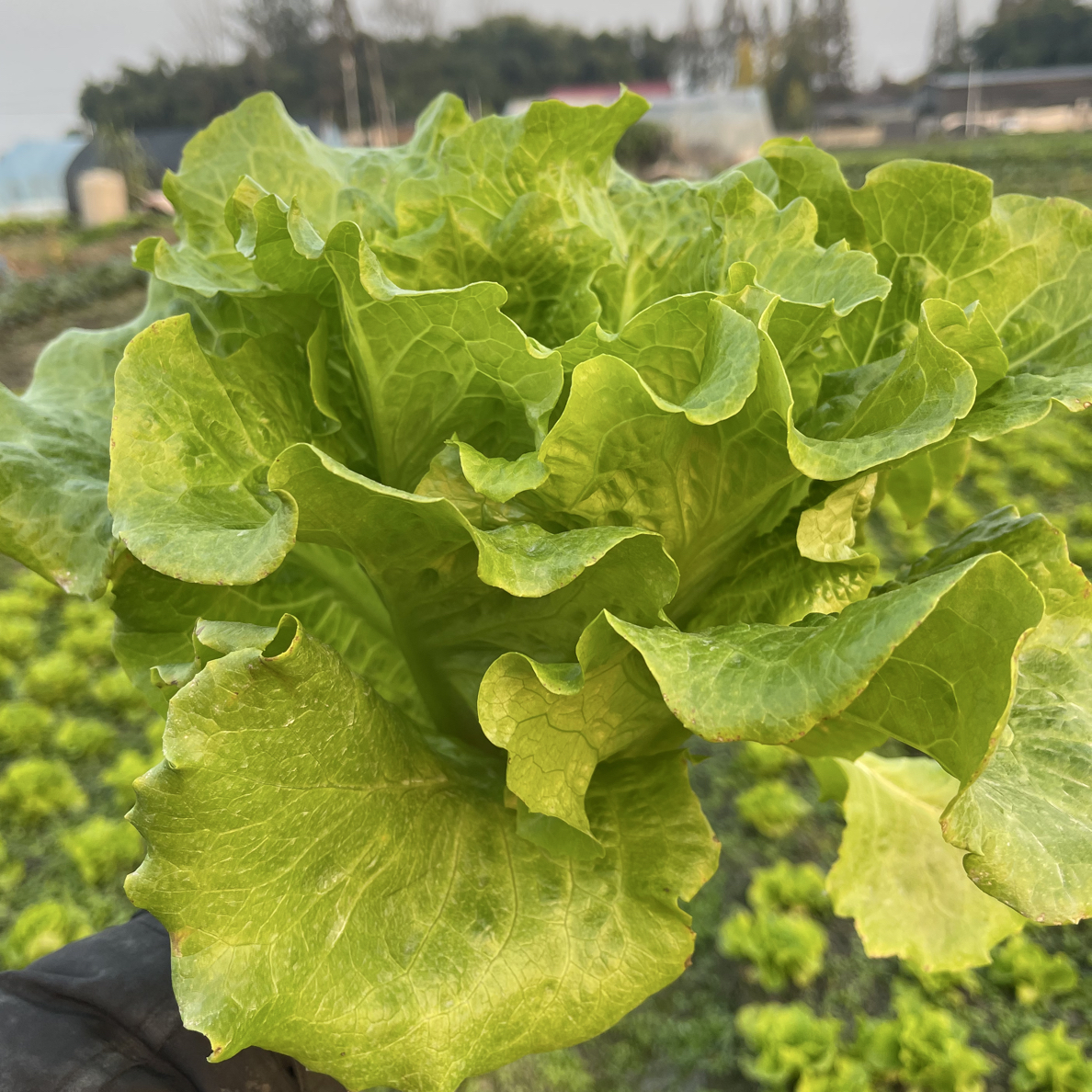 【意大利生菜】生态种植【农场自产】3/5斤