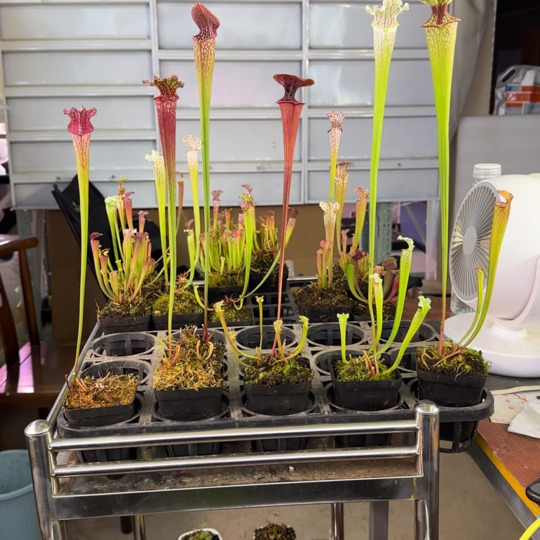 完全开放一物一拍瓶子草