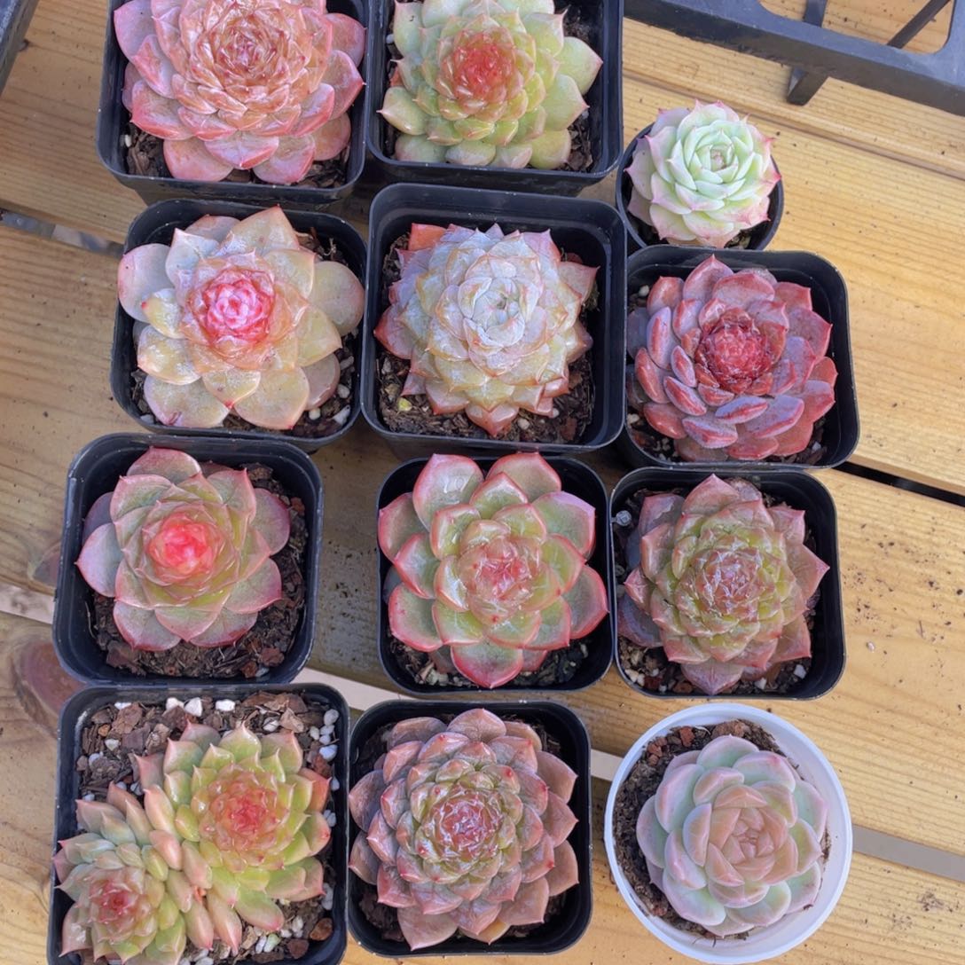 523号 精品糖心12个