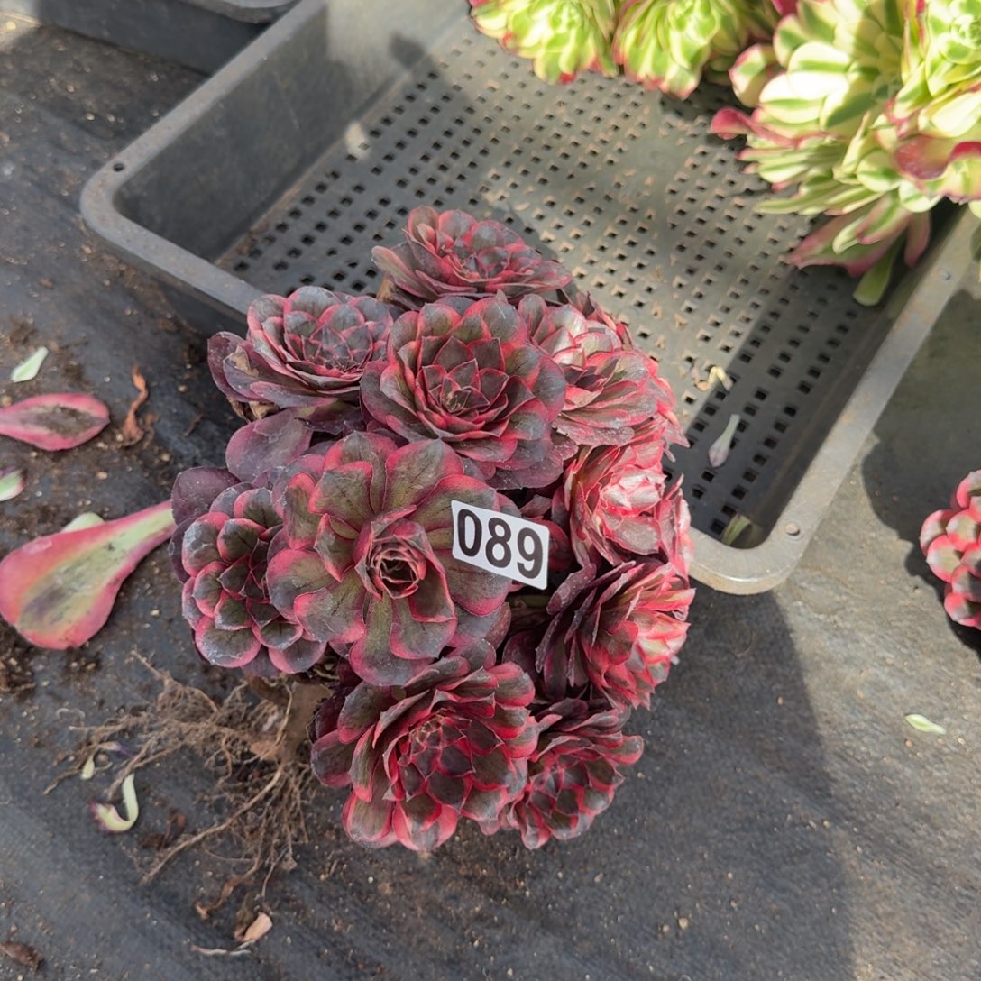 佳***音089多肉植物魅金玫瑰有砍