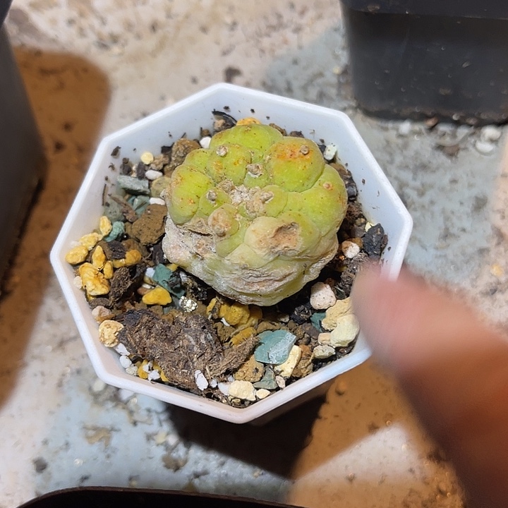 满38包邮2天凑单，脱土晾根发货多肉植物古田贝