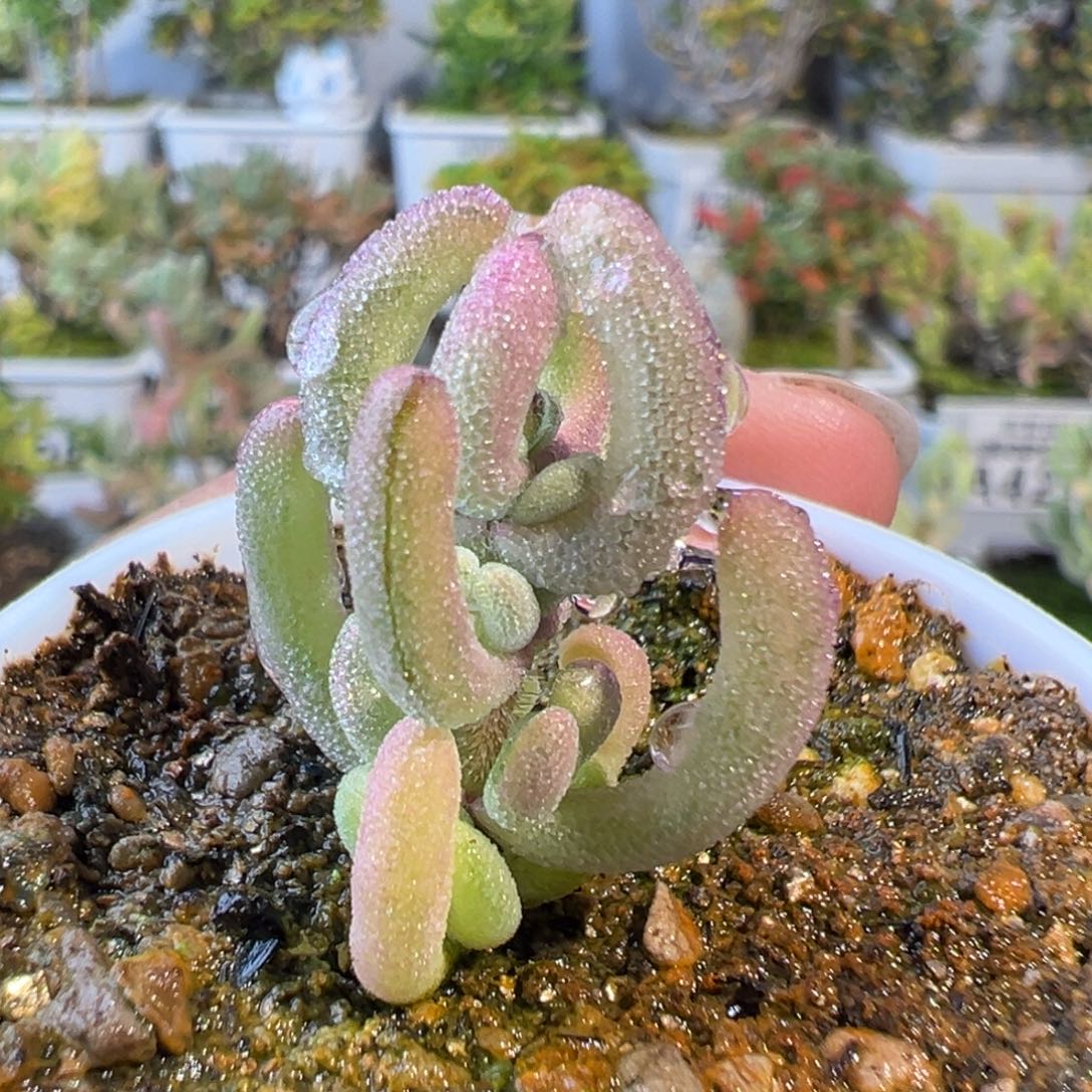 26-628枝干番杏多肉紫闪光拉丝锦五圆盆