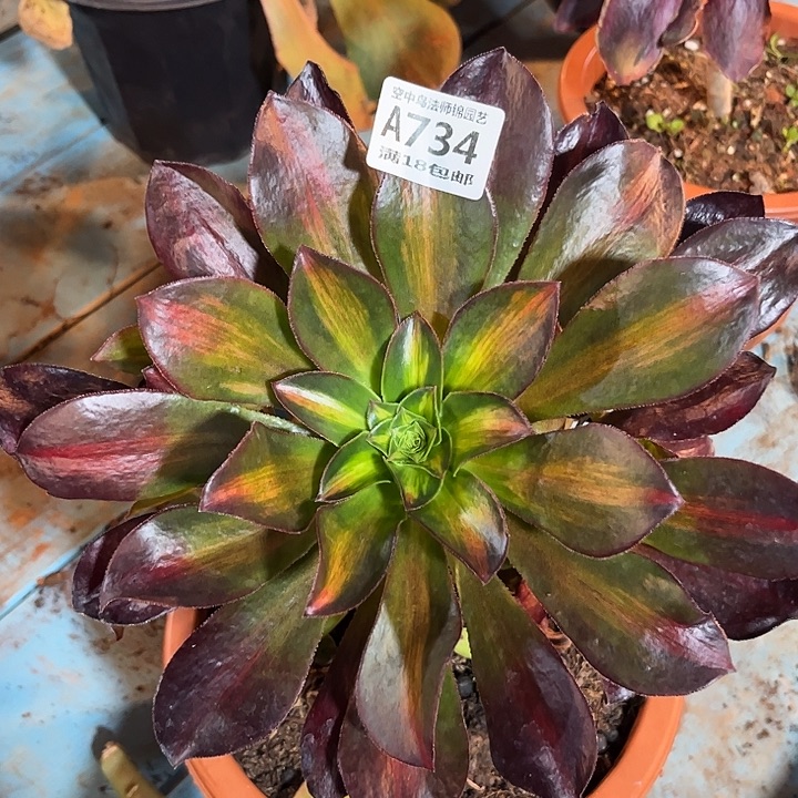 734魅影中班多肉植物