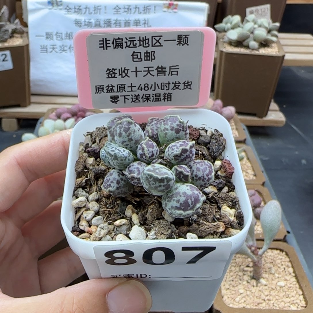 807达摩海报多肉