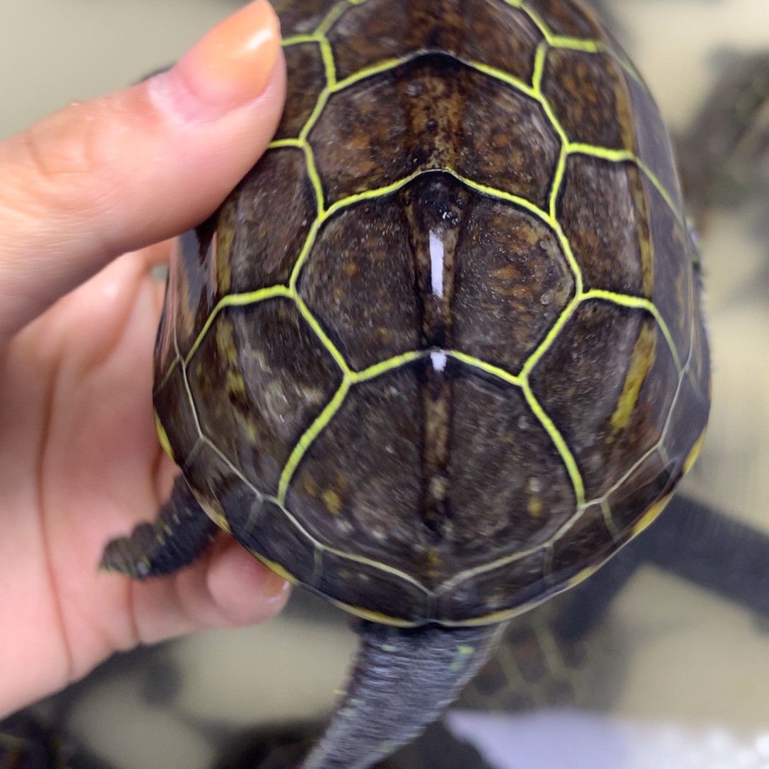 绿毛龟母中华草龟不分公母