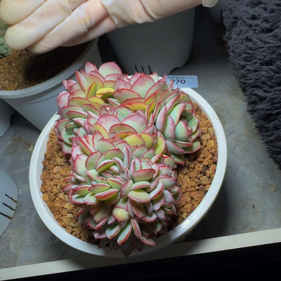 p p p p p p pp p 70