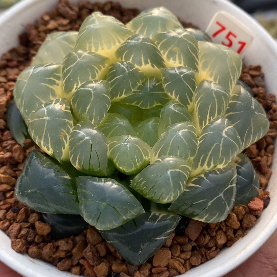 751糊斑湖水玉露锦一物一拍