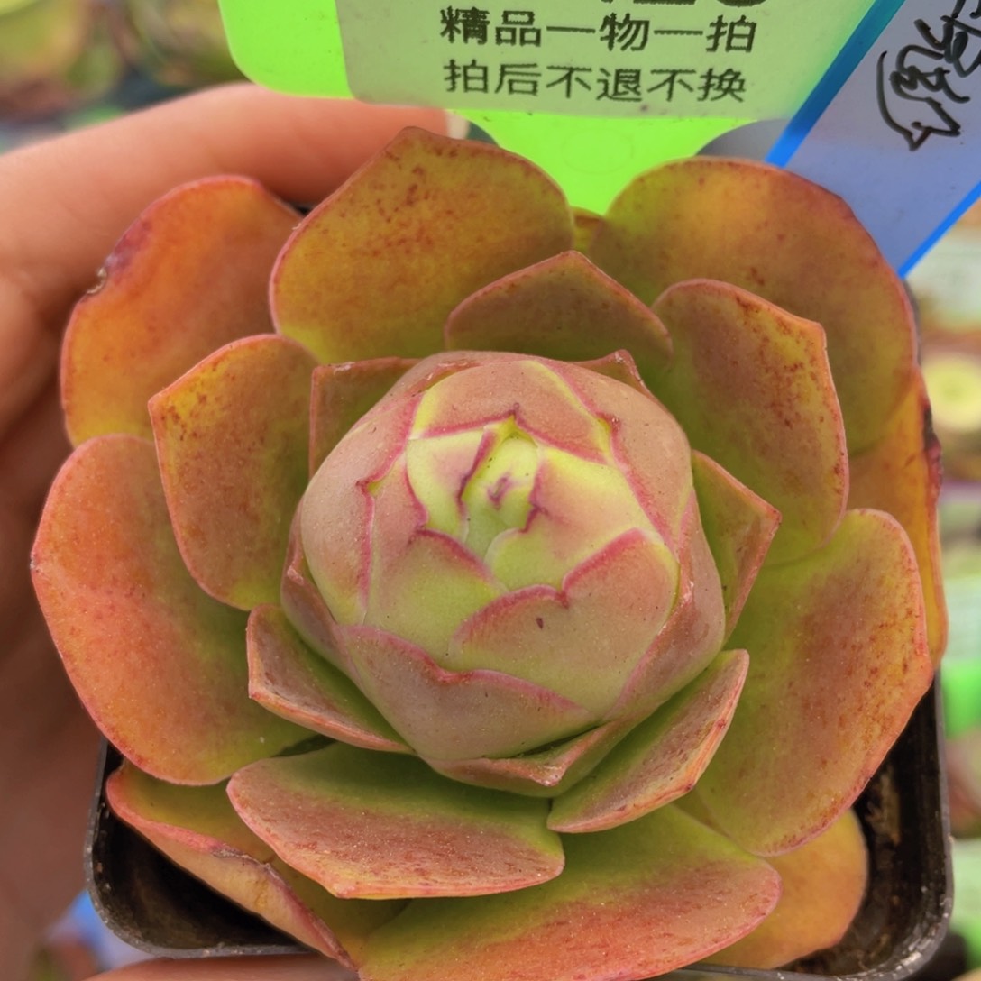 浣纱多肉J126一物一拍