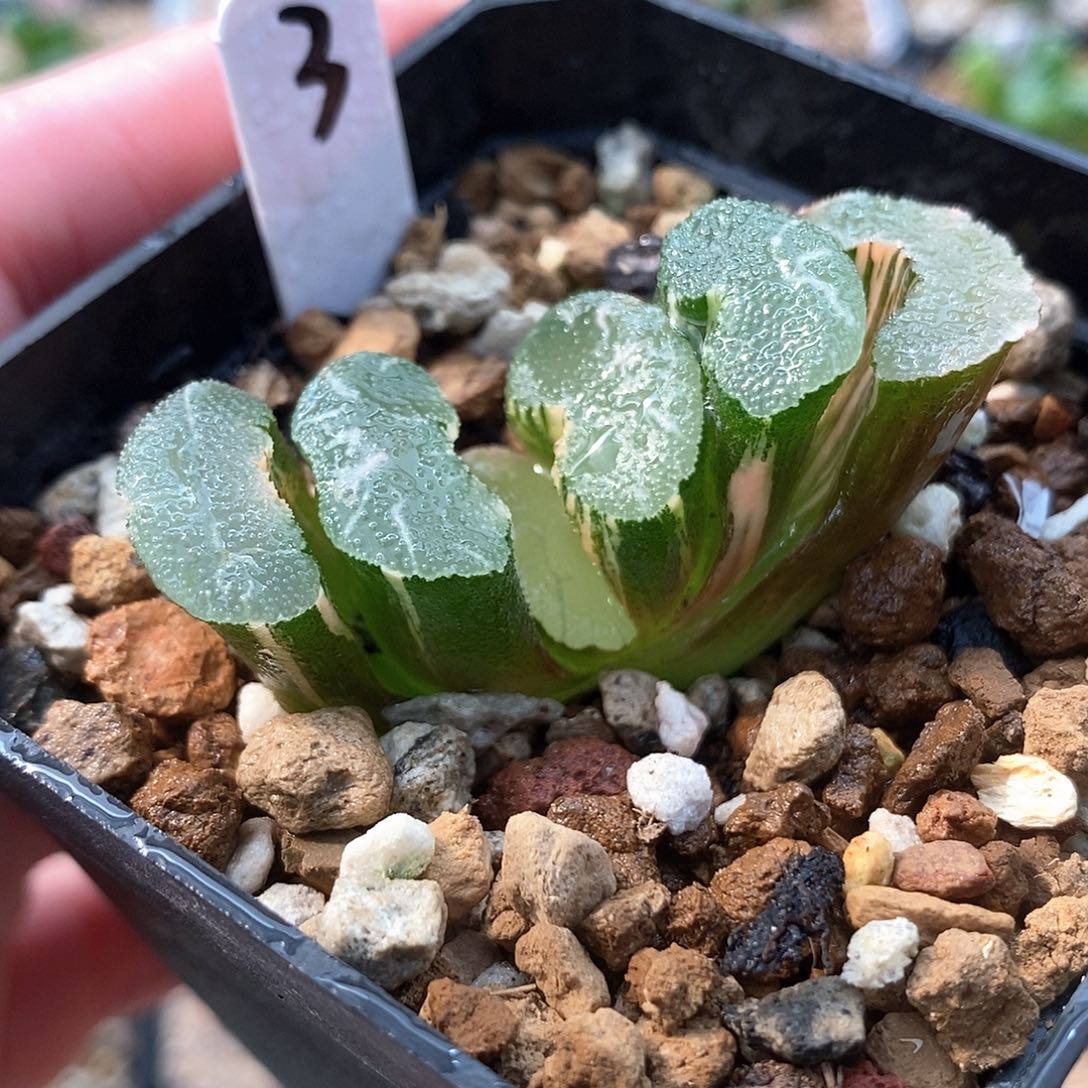 红陶3号大绳玉扇锦一物一拍