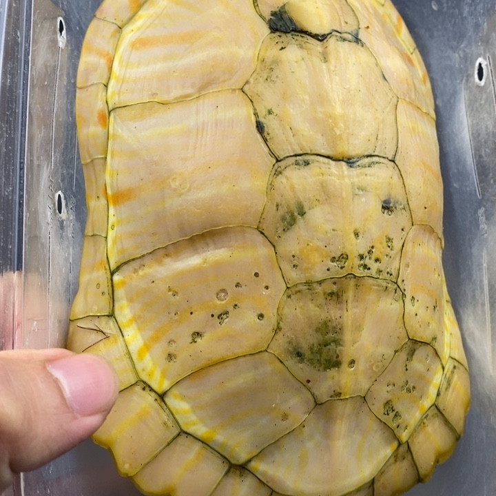 巴西彩龟母6666666