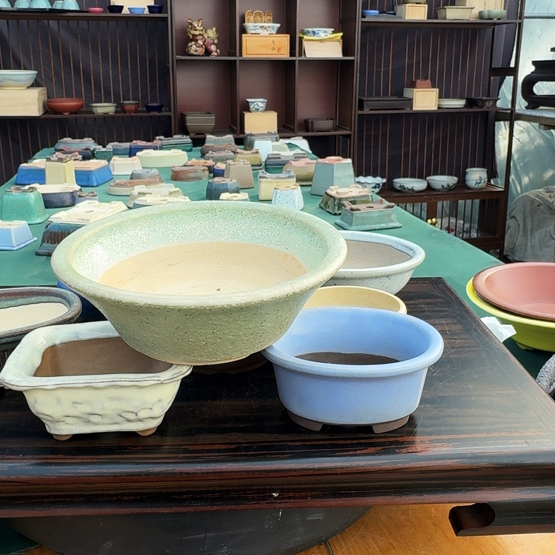 往***头无花朵进口杜鹃盆栽盆器