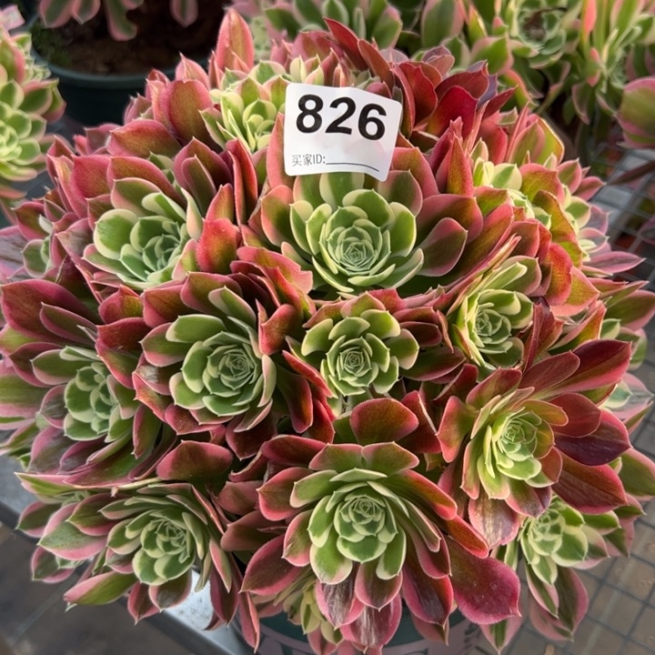 826白凤25厘米左右