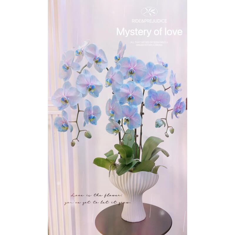 鸡尾酒系列蝴蝶兰盆栽（顺丰包邮）