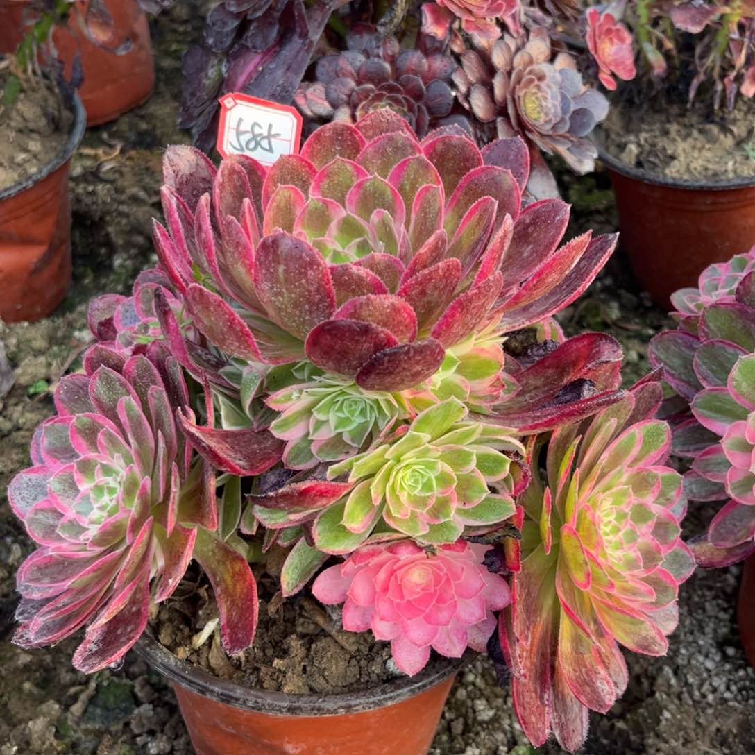 585多肉植物孔雀翎