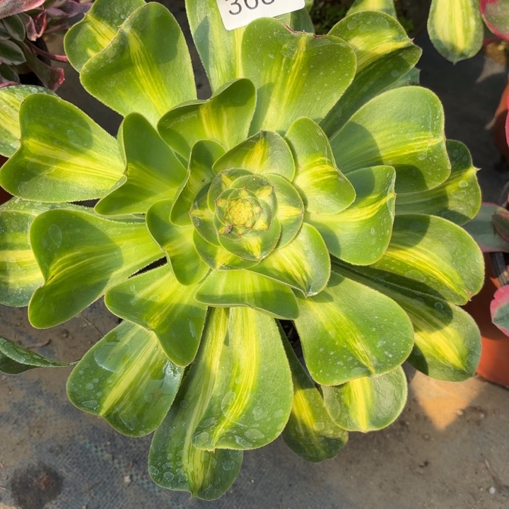 暴君多肉法师3684