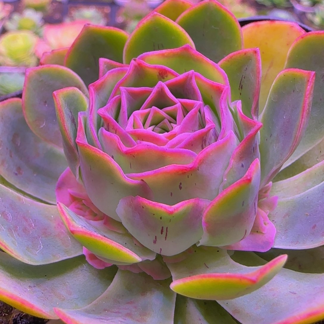 变异捧花113468685468686868