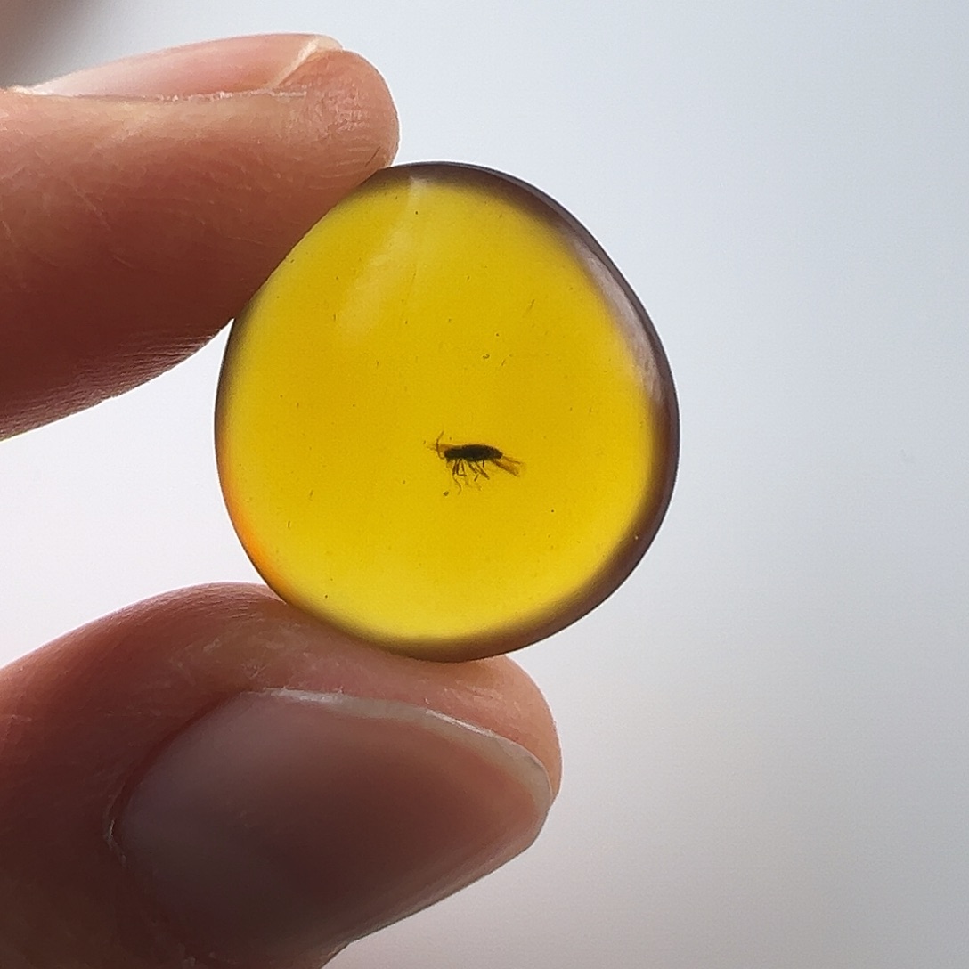 琥珀裸石未镶嵌琥珀虫珀