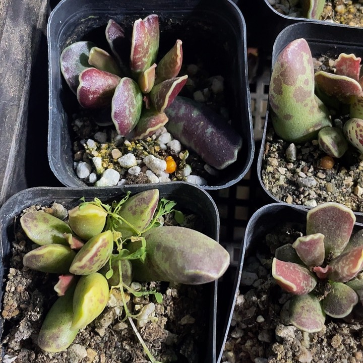 紫库博水泡3.8带盆