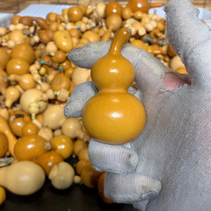 梨等经济林作物中提取和生长较