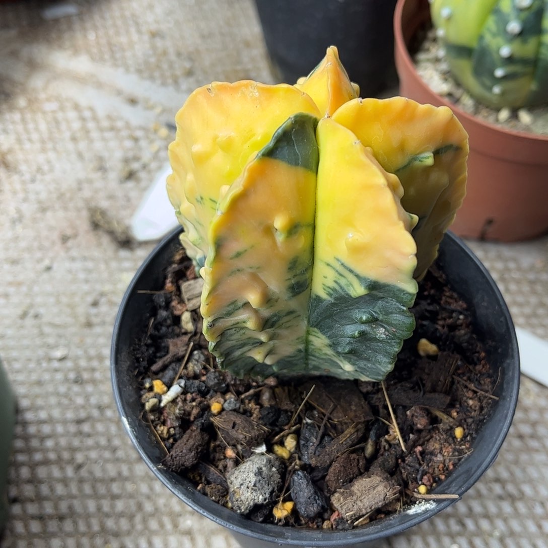 青***9无花朵核桃石生跟进一颗