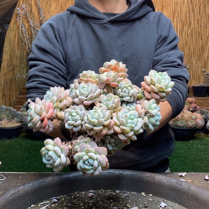 自****225号冷香多肉植物