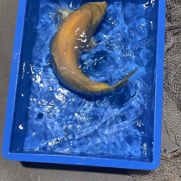 海水鱼赤目芒果介子