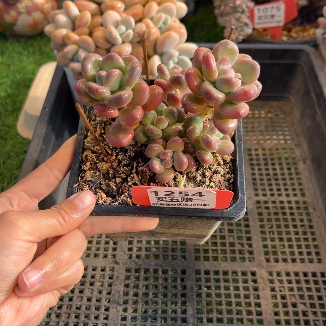 表妹精品多肉1254.