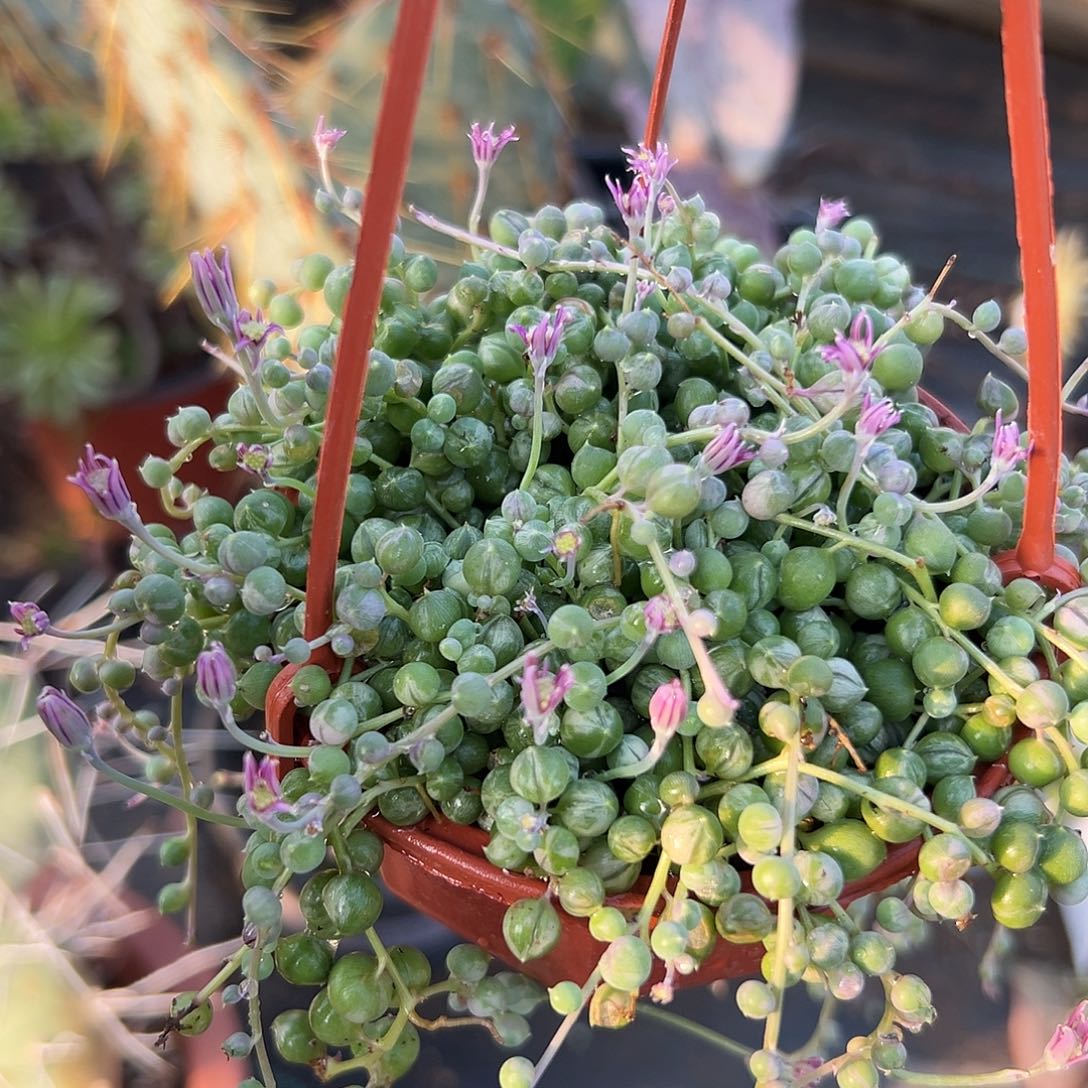 娜哦哦呃呃呃呃哦