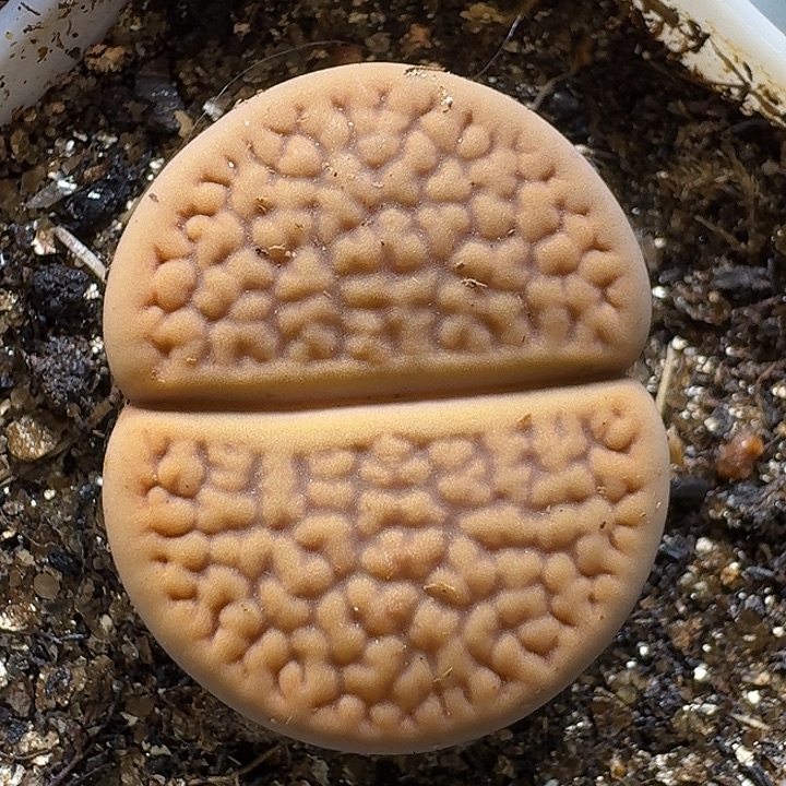 11111生石花。  205